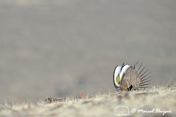 Greater sage-grouse (Centrocercus urophasianus), Montana, USA