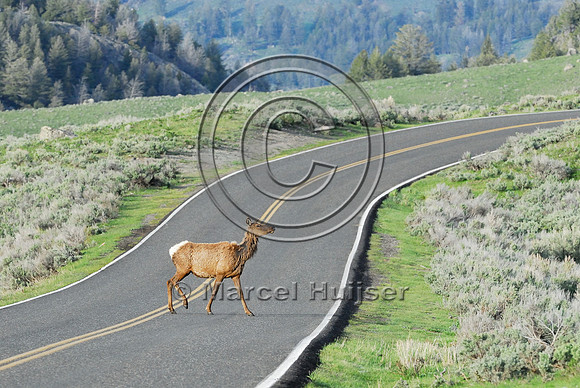 Elk (Cervus canadensis) approaching and crossing road, WY