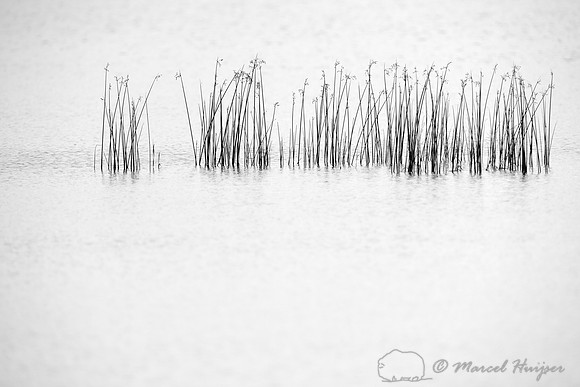 Rushes in water, Necedah National Wildlife Refuge, Wisconsin, USA