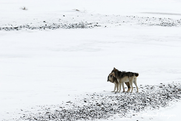Wolf (Canis lupus), Wyoming, USA