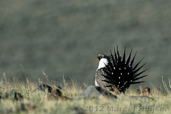 Male sage grouse (Centrocercus urophasianus) in a lek and displaying, near Bannack, Montana, USA