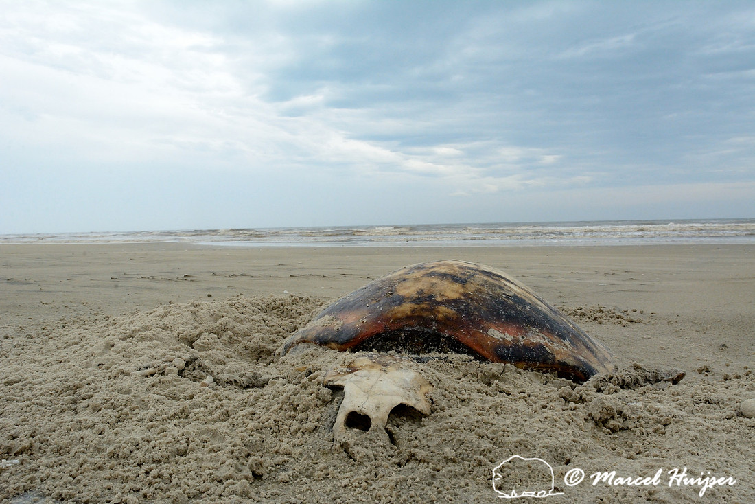 Dead sea turtle on beach, Parque Nacional da Lagoa do Peixe, Rio Grande do Sul, Brazil