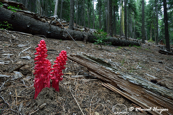 Snow Plant (Sarcodes sanguinea), Yosemite National Park, California, USA