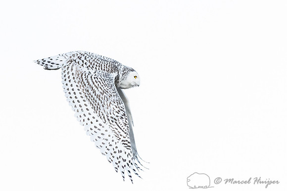 Snowy owl (Bubo scandiacus), Montana