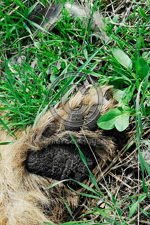 Claw of a roadkilled black bear (Ursus americanus) adult (blonde color phase), Montana, USA