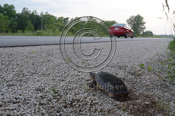 Common snapping turtle (Chelydra serpentina) laying eggs along highway 49, Horicon Marsh, Wisconsin, USA