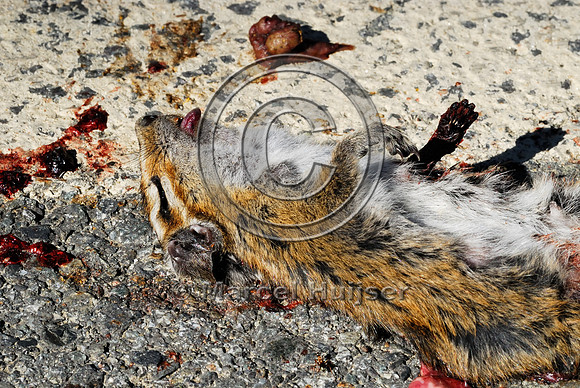 Townsend's chipmunk (Tamias townsendii) roadkill, WA