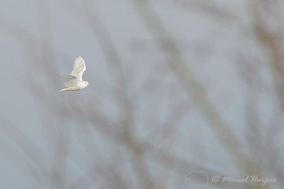 Snowy Owl (Bubo scandiacus), Montana, USA