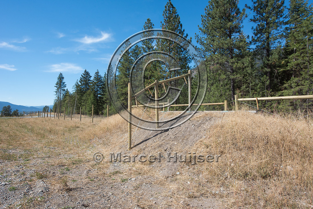 Wildlife jump-out for bighorn sheep (Ovis canadensis), near Thom