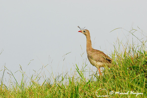 Red-legged seriema (Cariama cristata), near Brotas, Sao Paulo, Brazil