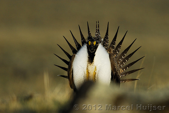 Male sage grouse (Centrocercus urophasianus) in a lek and displaying, near Bannack, Montana, USA