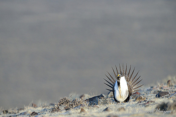 Greater sage-grouse (Centrocercus urophasianus), Montana, USA