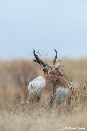 Pronghorn buck (Antilocapra americana), Montana, USA