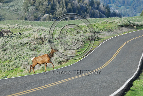 Elk (Cervus canadensis) approaching and crossing road, WY