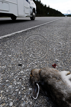 Snowshoe hare (Lepus americanus) roadkill, Saskatchewan River Crossing, AB
