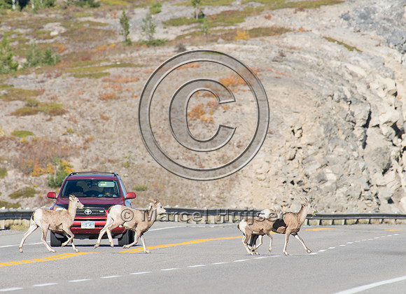 Bighorn sheep (Ovis canadensis) on and along highway at a fence