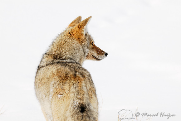 Coyote (Canis latrans) in the snow, Wyoming, USA