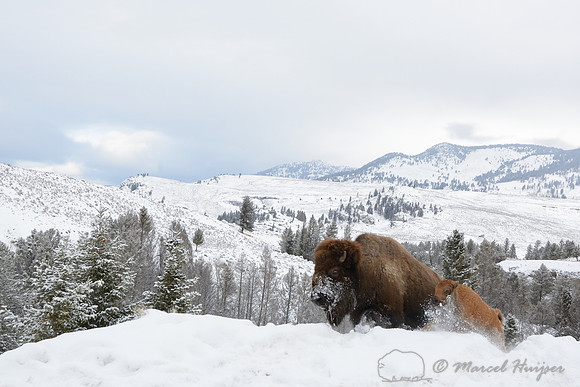 Bison cow and calf (Bison bison) running through snow, Wyoming, USA