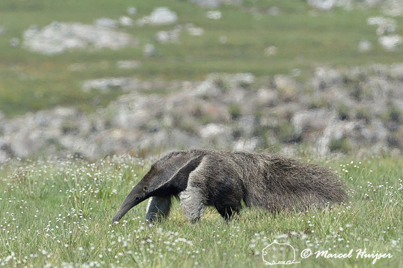 Giant anteater (Myrmecophaga tridactyla), Parque Nacional da Serra da Canastra, Minas Gerais, Brazil