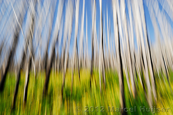 Burned forest in field with yellow flowers, Bob Marshall Wilderness, Montana