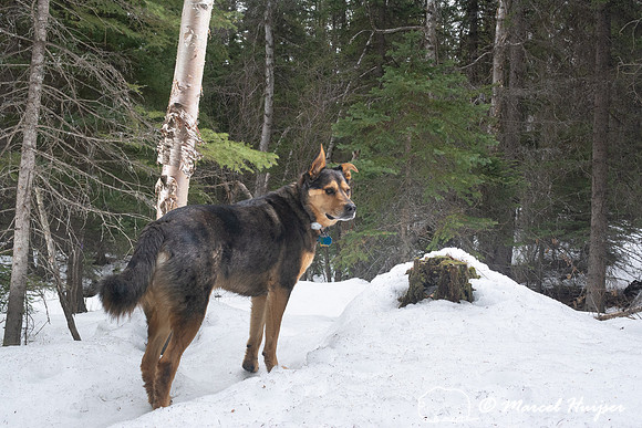A dog visits the DSLR camera trap, Montana