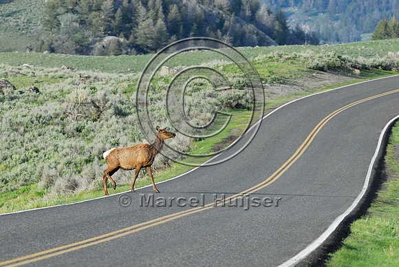 Elk (Cervus canadensis) approaching and crossing road, WY