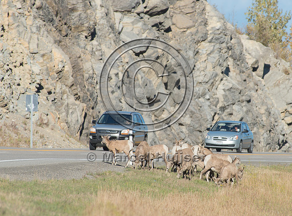 Bighorn sheep (Ovis canadensis) on and along highway at a fence