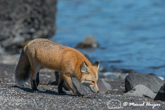 Red fox (Vulpes vulpes), Wyoming, USA