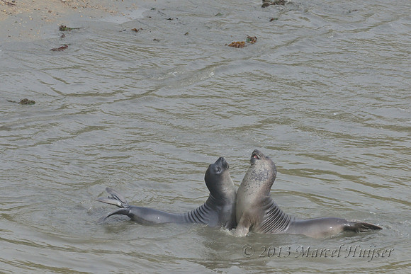 Northern elephant seal (Mirounga angustirostris) bulls fighting, Point Reyes National Seashore, California, USA