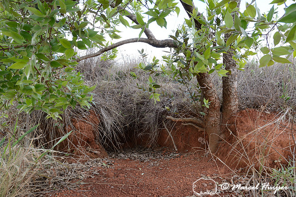 Burrow of  giant armadillo (Priodontes maximus), Parque Nacional da Serra da Canastra, Minas Gerais, Brazil