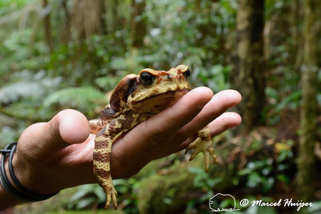Sapo cururu (Rhinella ictericus), a large toad species from the Atlantic rainforest, Parque Estadual Carlos Botelho, São Paulo State, Brazil