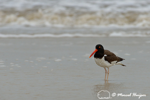 American oystercatcher (Haematopus palliatus), coast at Lagoa do Peixe, Rio Grande do Sul, Brazil
