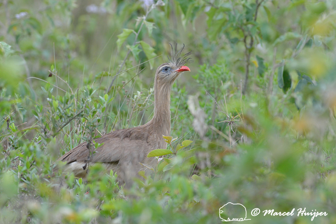 Red-legged seriema or crested cariama (Cariama cristata), near São Roque de Minas , Minas Gerais, Brazil