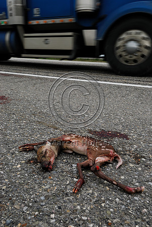 White-tailed deer (Odocoileus virginianus) fetus roadkill, AB  Note: the doe was struck and was lying dead further down the road, fetus was ripped from womb