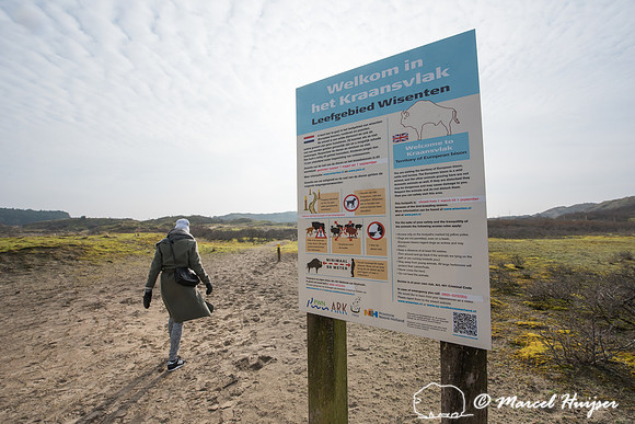 Area with reintroduced European bison (Bison bonasus), Kraansvla