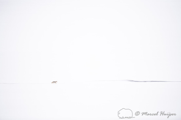 Coyote (Canis latrans) along frozen and snow covered river, Wyom