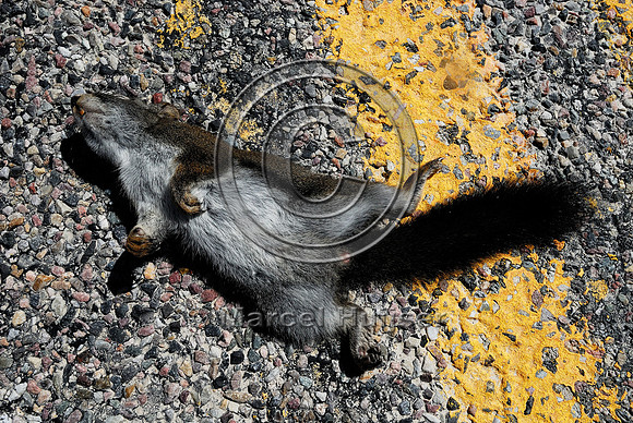 Red squirrel (Tamiasciurus hudsonicus) roadkill, Hwy 43, west of Wisdom, Montana, USA