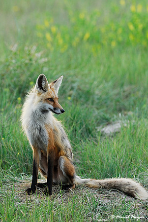 Red fox (Vulpes vulpes) adult at the den, Montana, USA