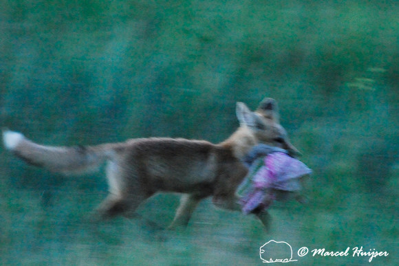 Red fox (Vulpes vulpes) kit playing with a rag, Montana, USA