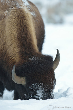 Bison (Bison bison) moving snow to access vegetation, Wyoming, USA