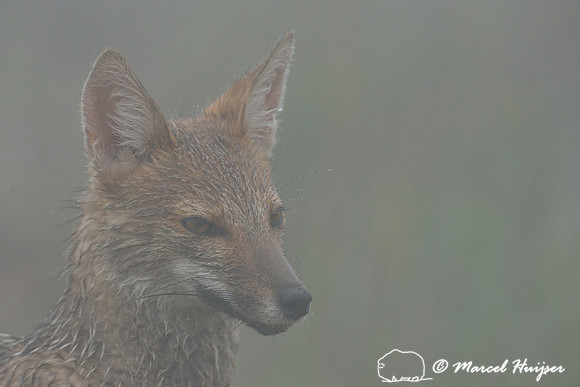 Pampas fox (Lycalopex gymnocercus), Parque Nacional de Aparados da Serra, Rio Grande do Sul, Brazil