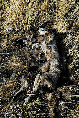 Raccoon (Procyon lotor) roadkill, Montana, USA