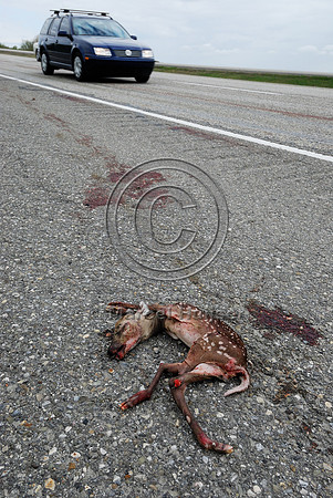 White-tailed deer (Odocoileus virginianus) fetus roadkill, AB  Note: the doe was struck and was lying dead further down the road, fetus was ripped from womb