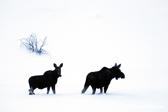Moose (Alces alces) in the snow