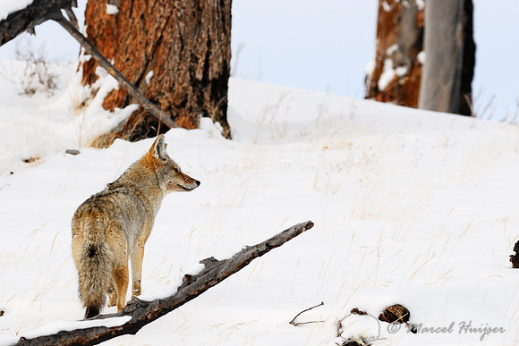 Coyote (Canis latrans) in the snow, Wyoming, USA