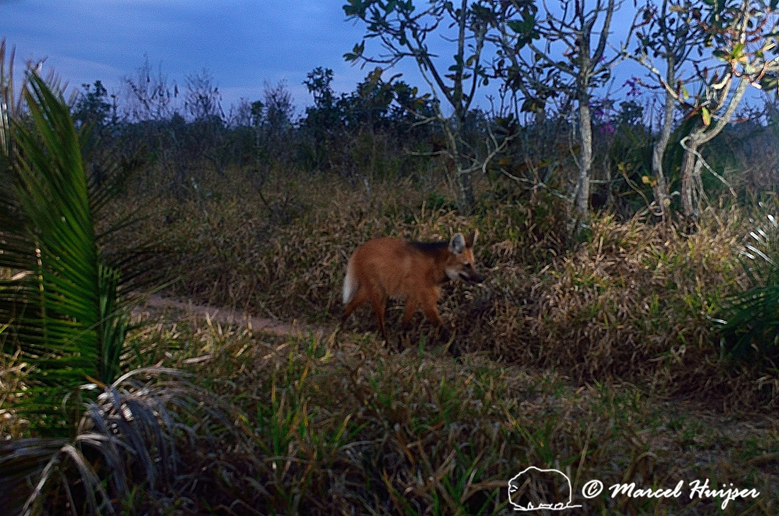 Maned wolf (Chrysocyon brachyurus), Estação Experimental e a Estação Ecológica de Itirapina, São Paulo, Brazil (Near threatened IUCN 2014)