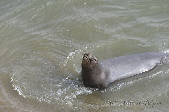 Northern elephant seal (Mirounga angustirostris) scoops up sand with mouth and flings it over its back, Point Reyes National Seashore, California, USA