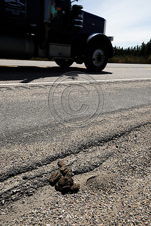 Bison or buffalo (Bos bison) faeces along Hwy 191, West Yellowstone, MT