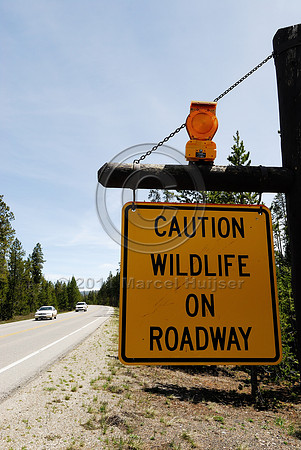 Caution, Wildlife on roadway warning sign, with flashing amber light, MT