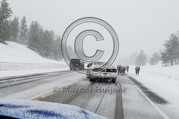 Bison (Bos bison) on road in snowstorm with traffic, MT